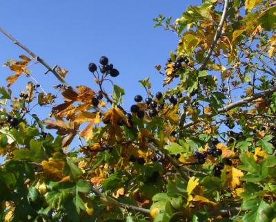 Прикрепленное изображение: DSCF5767.jpg